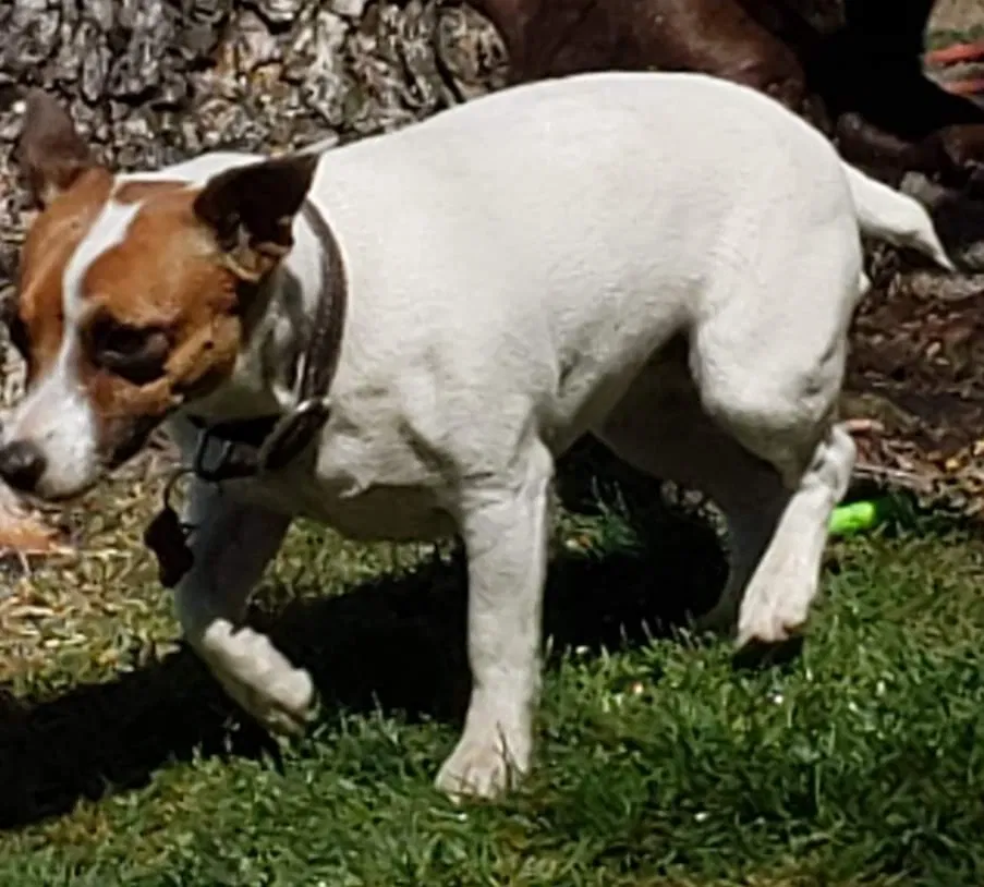 Lost dog in Auburn, CA, 95603