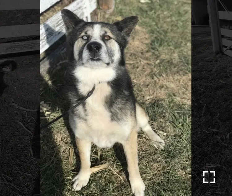 Lost dog in Independence, MO, 64056