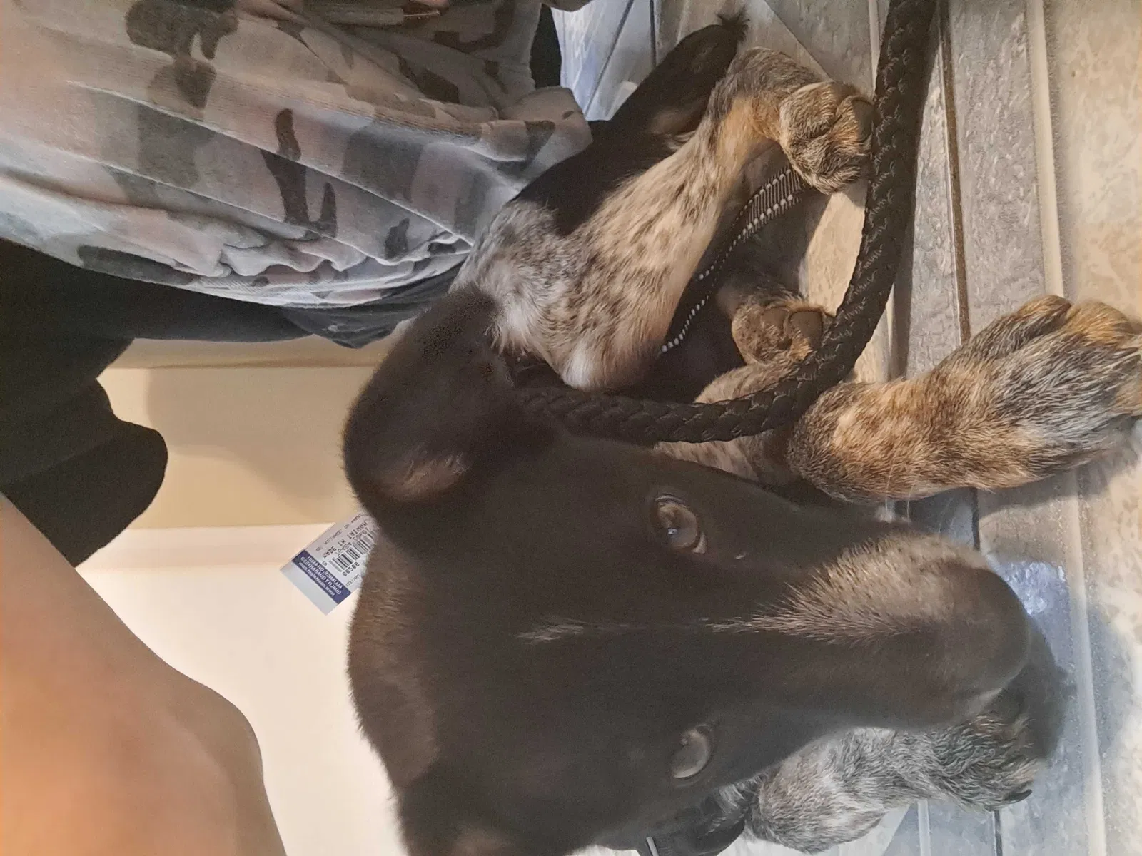Lost dog in Rome, GA, 30165