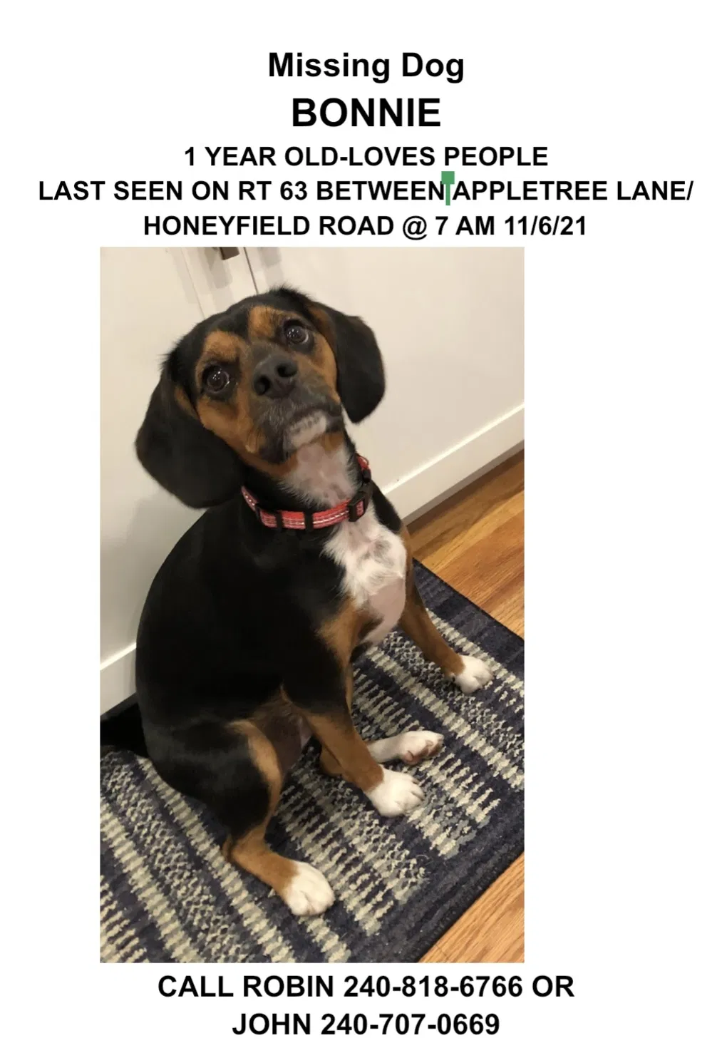 Lost dog in Williamsport, MD, 21795
