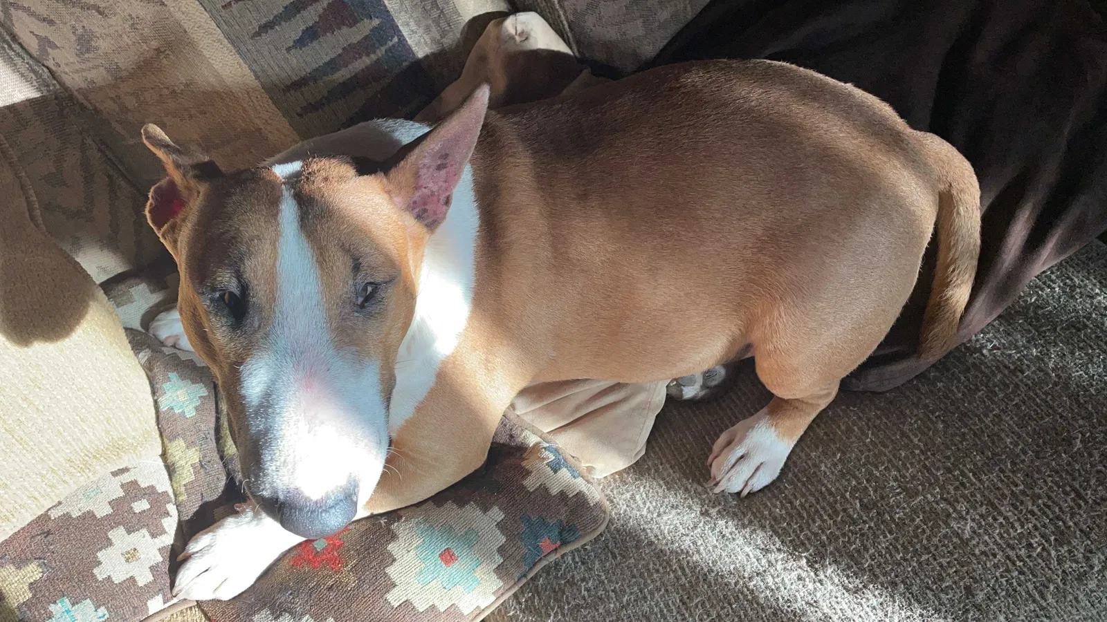 Lost dog in Tolleson, AZ, 85353