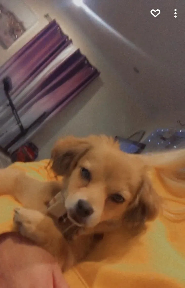 Lost dog in Saint Paul, MN, 55106