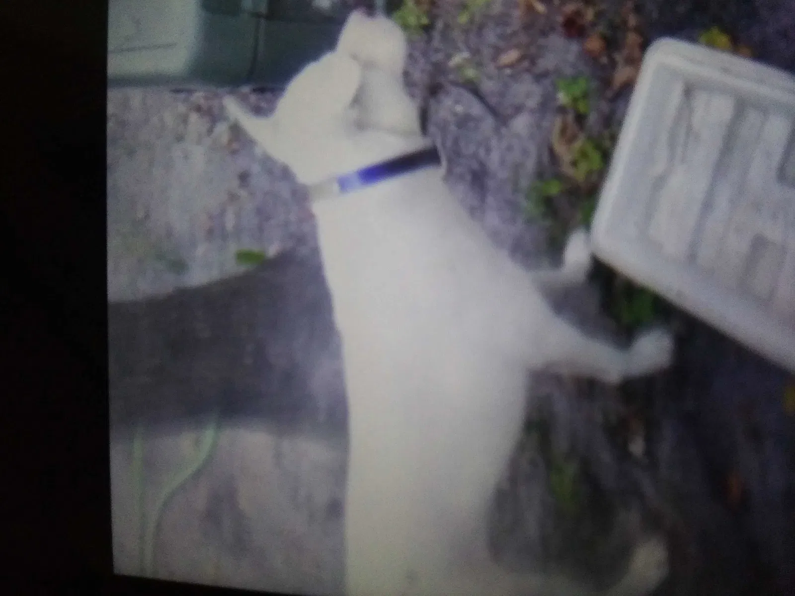 Lost dog in Old Town, FL, 32680