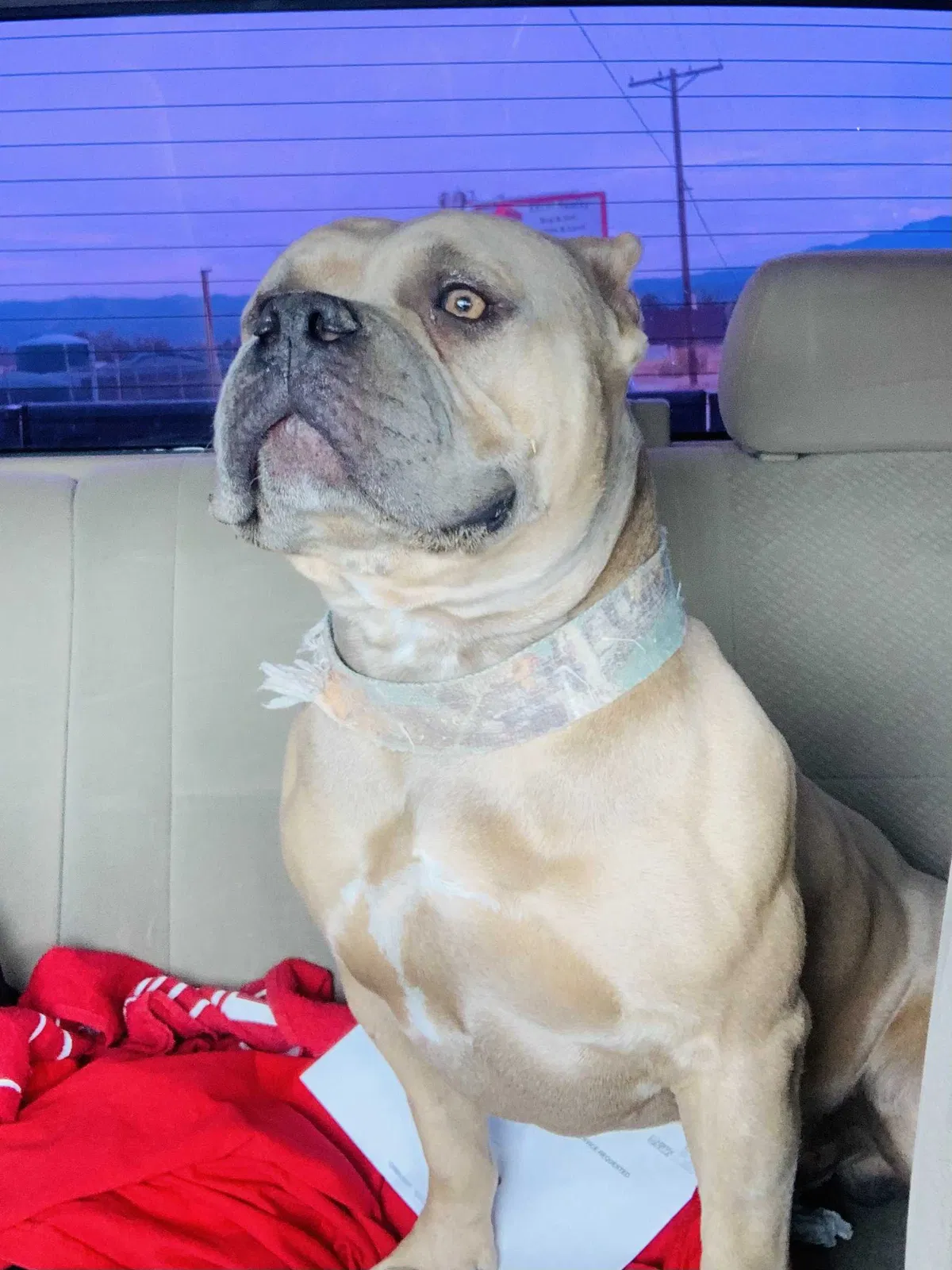 Lost dog in Anza, CA, 92539