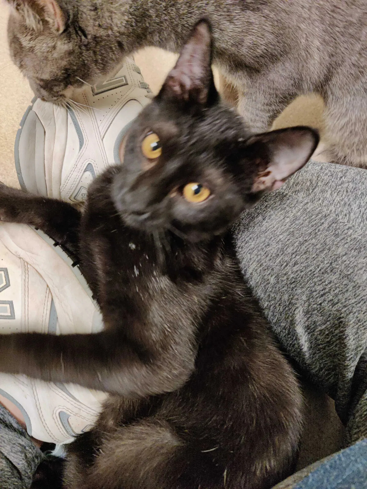 Missing Cat