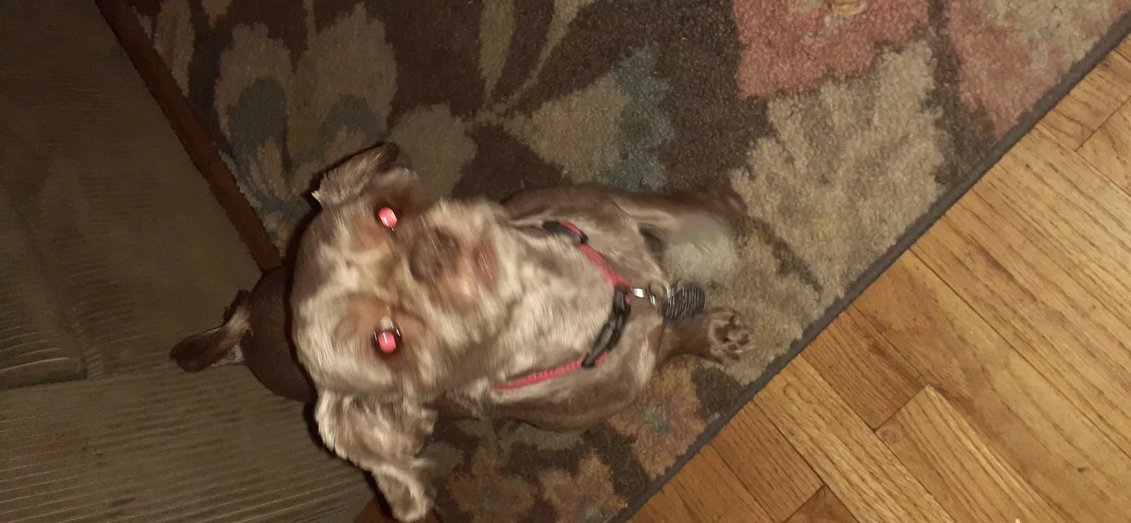 Lost dog in Denver, CO, 80207