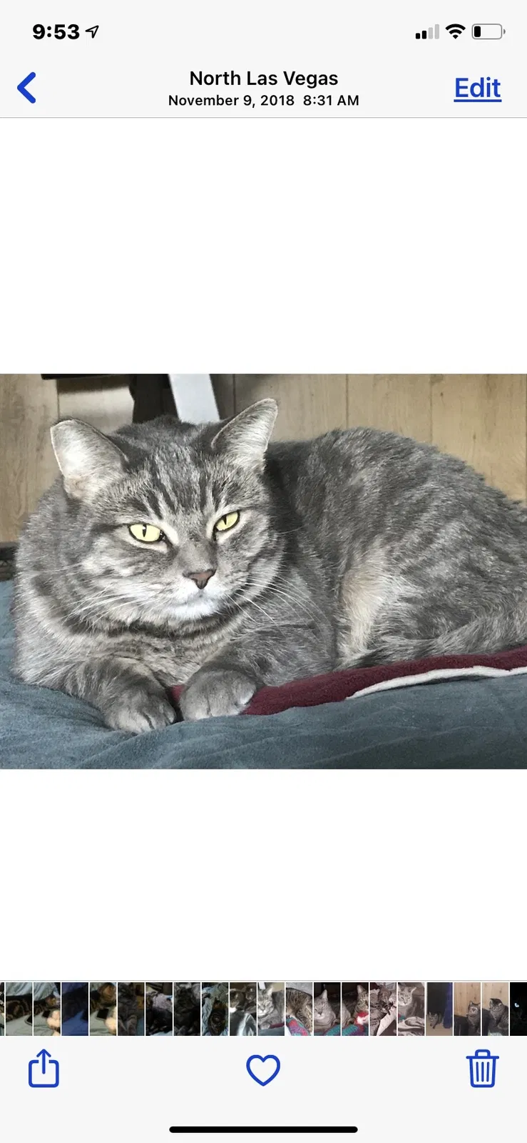 Lost cat in North Las Vegas, NV, 89031