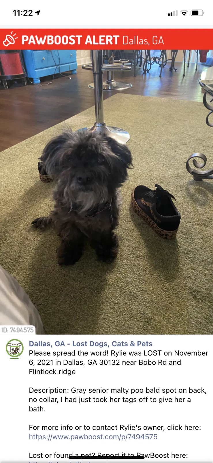 Lost dog in Dallas, GA, 30132