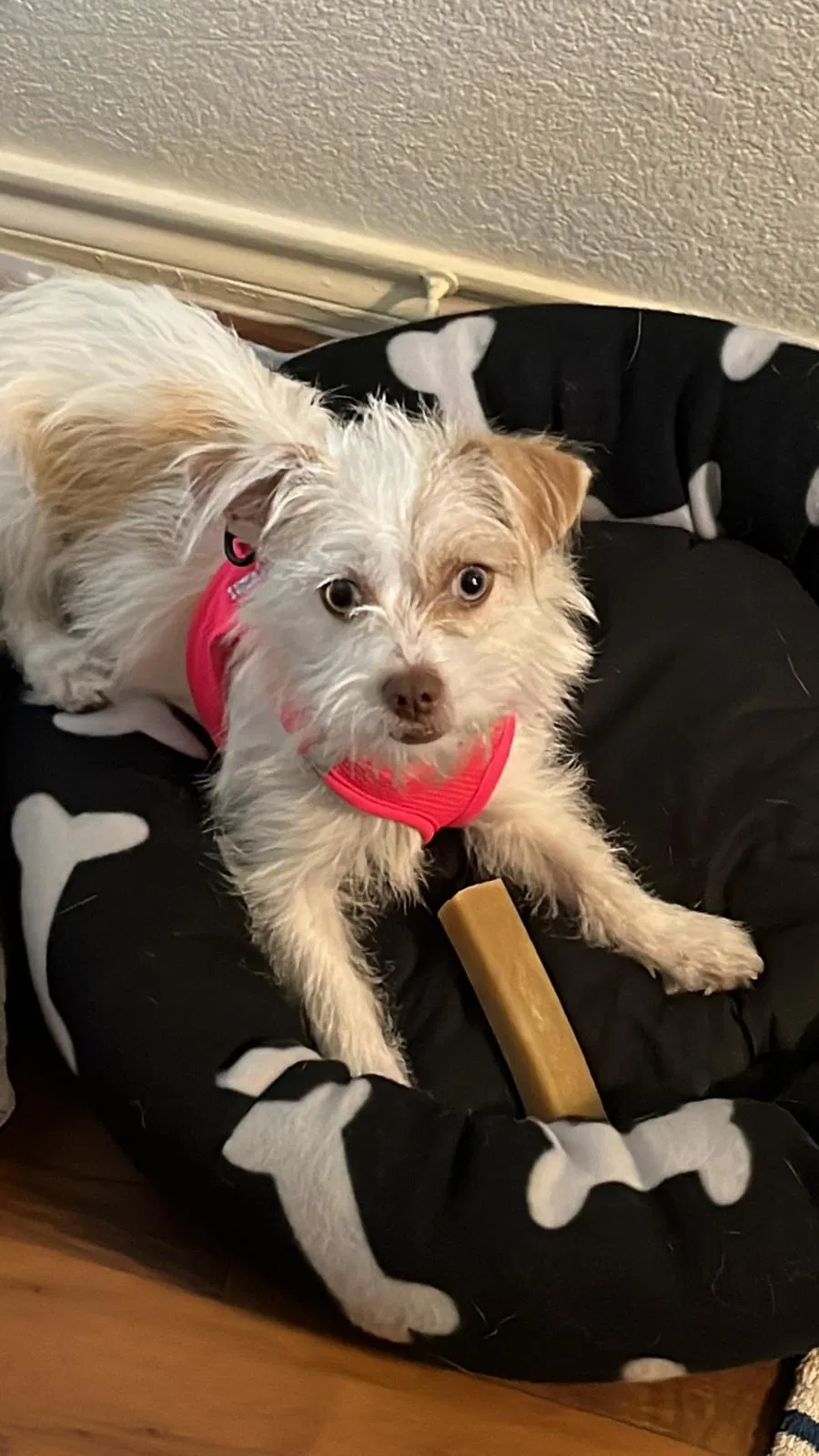 Lost dog in Tucson, AZ, 85711