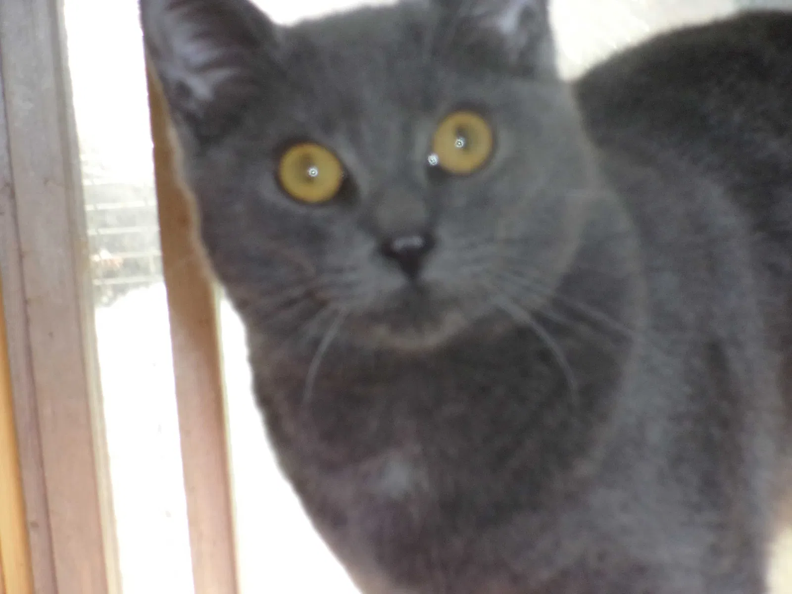 Found cat in Trail, OR, 97541