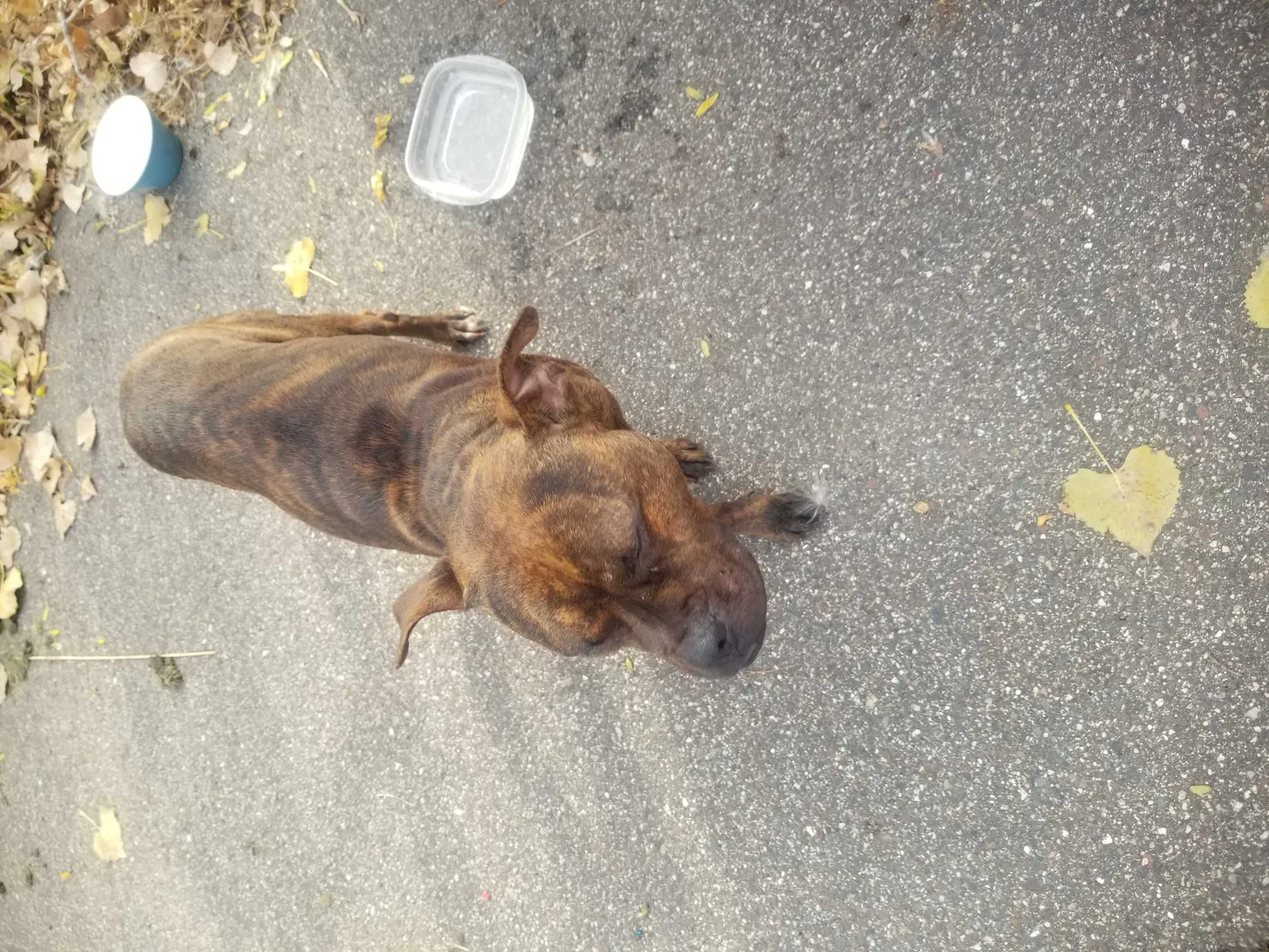 Found dog in Saint Paul, MN, 55103