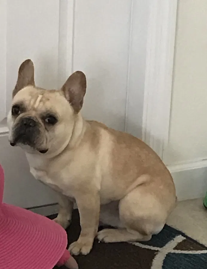 Lost dog in Hollywood, FL, 33025