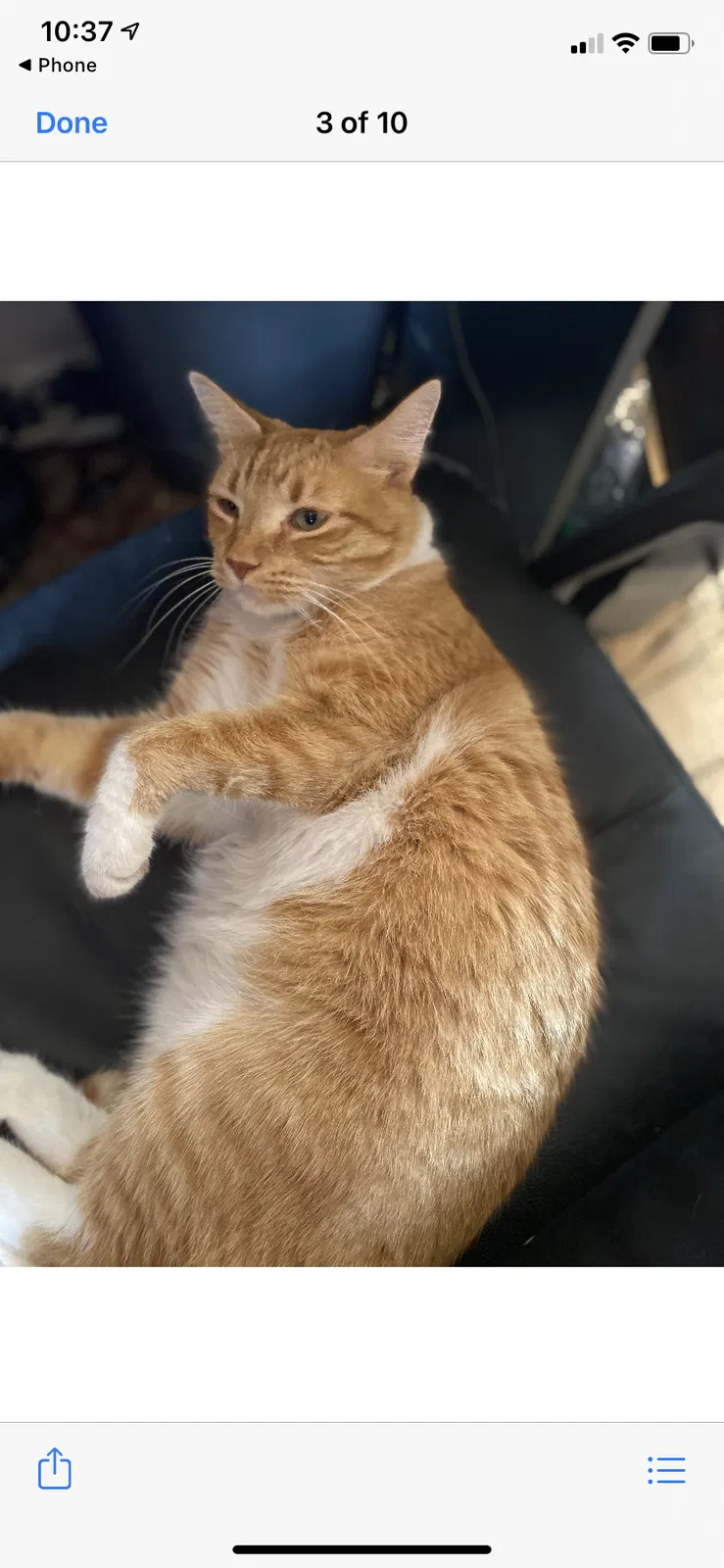 Lost cat in Bakersfield, CA, 93311