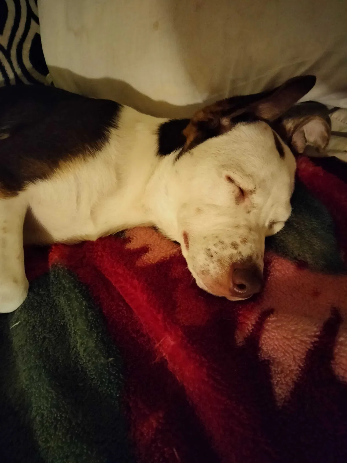Lost dog in Waxahachie, TX, 75165