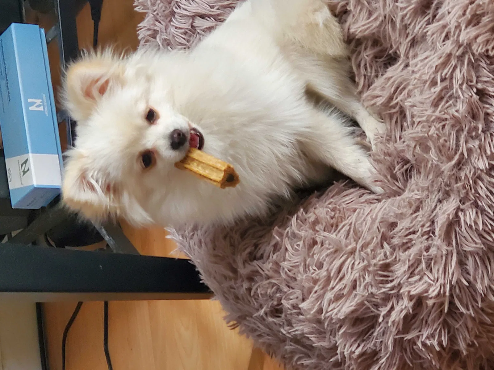 Lost dog in Sacramento, CA, 95823