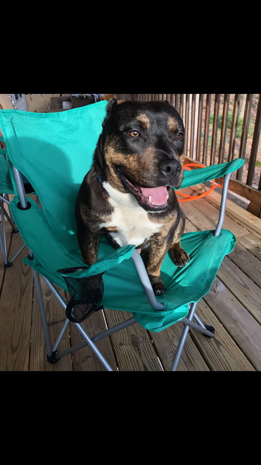 Lost dog in Cleveland, TN, 37311