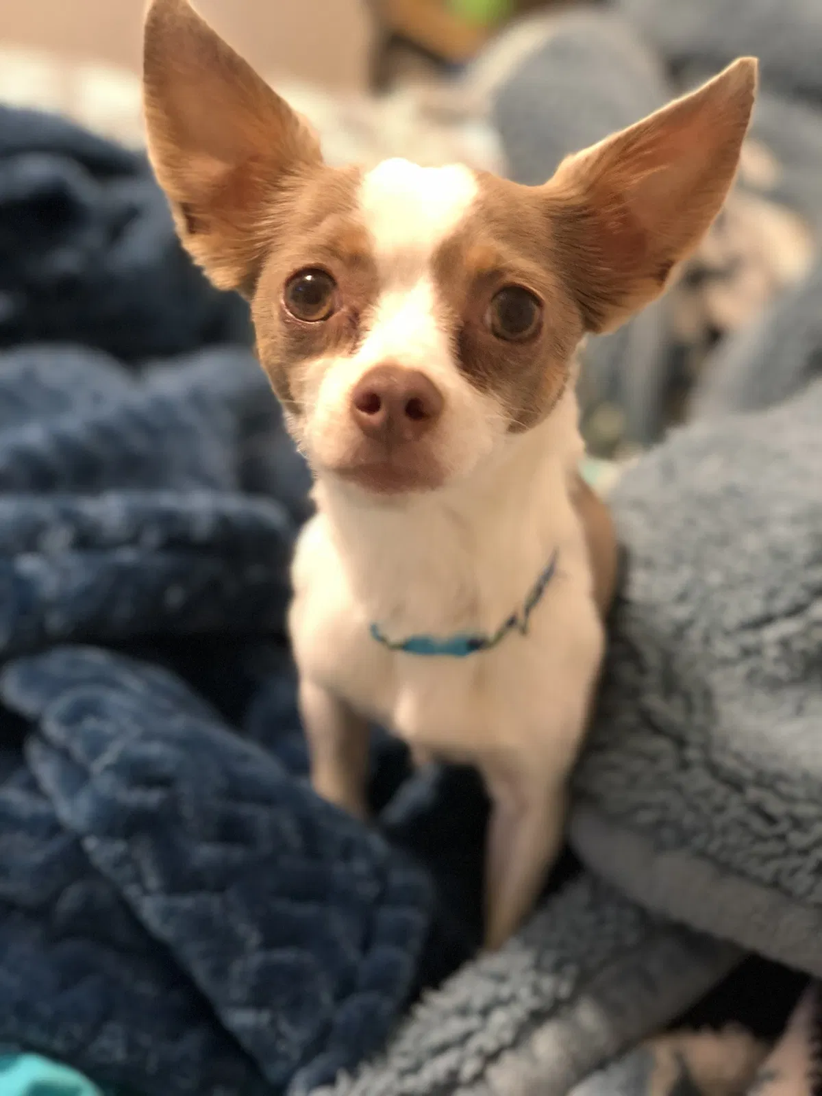 Lost dog in Prairieville, LA, 70769