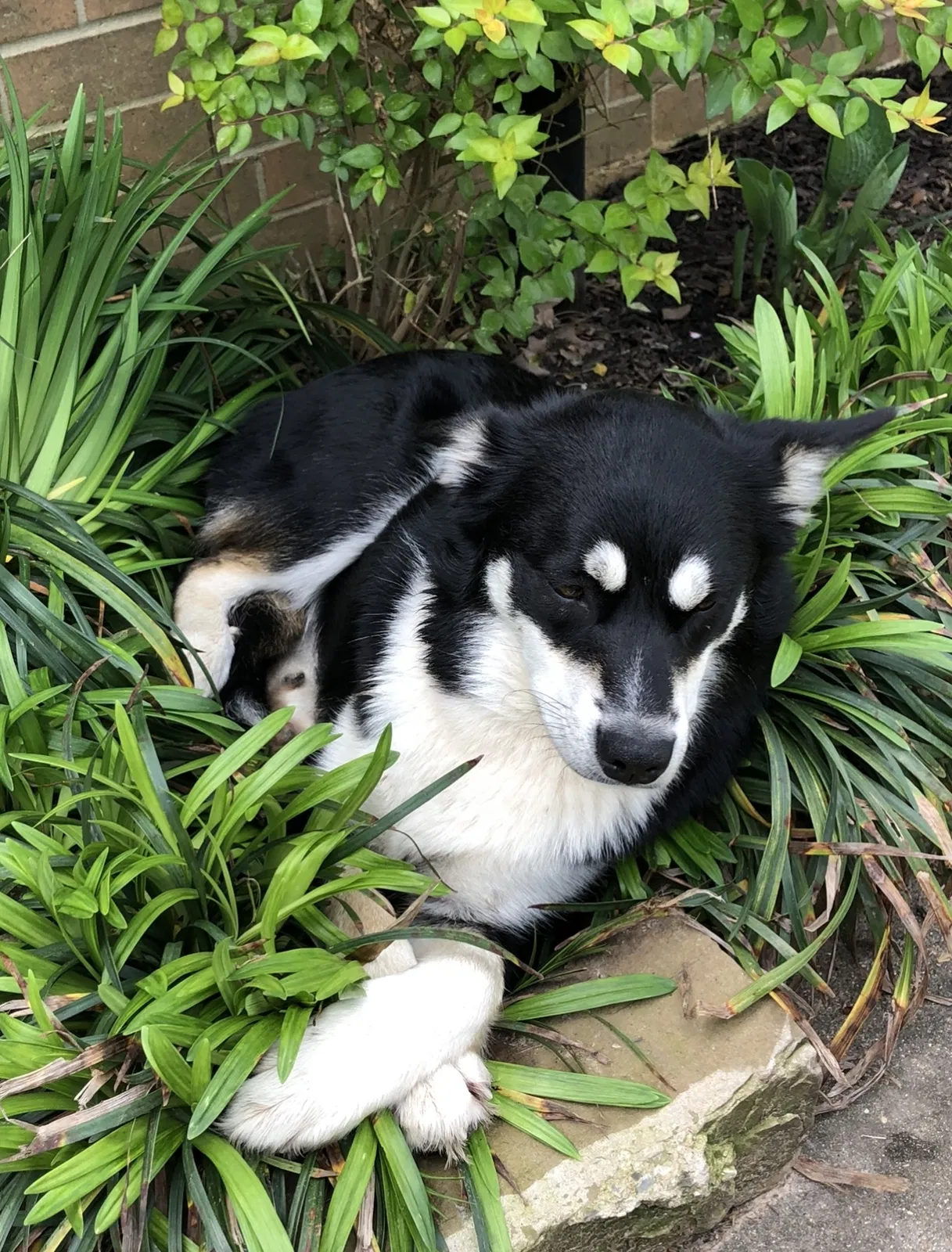 Lost dog in Longview, TX, 75605