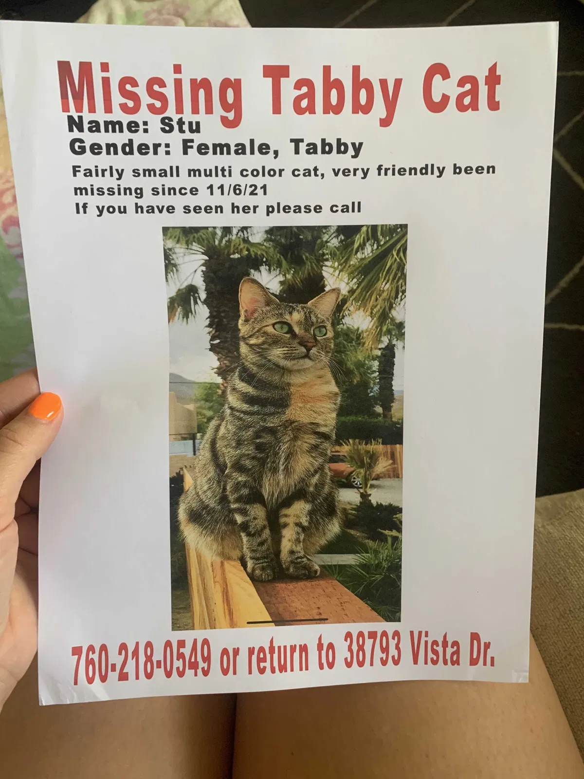 Lost cat in Cathedral City, CA, 92234