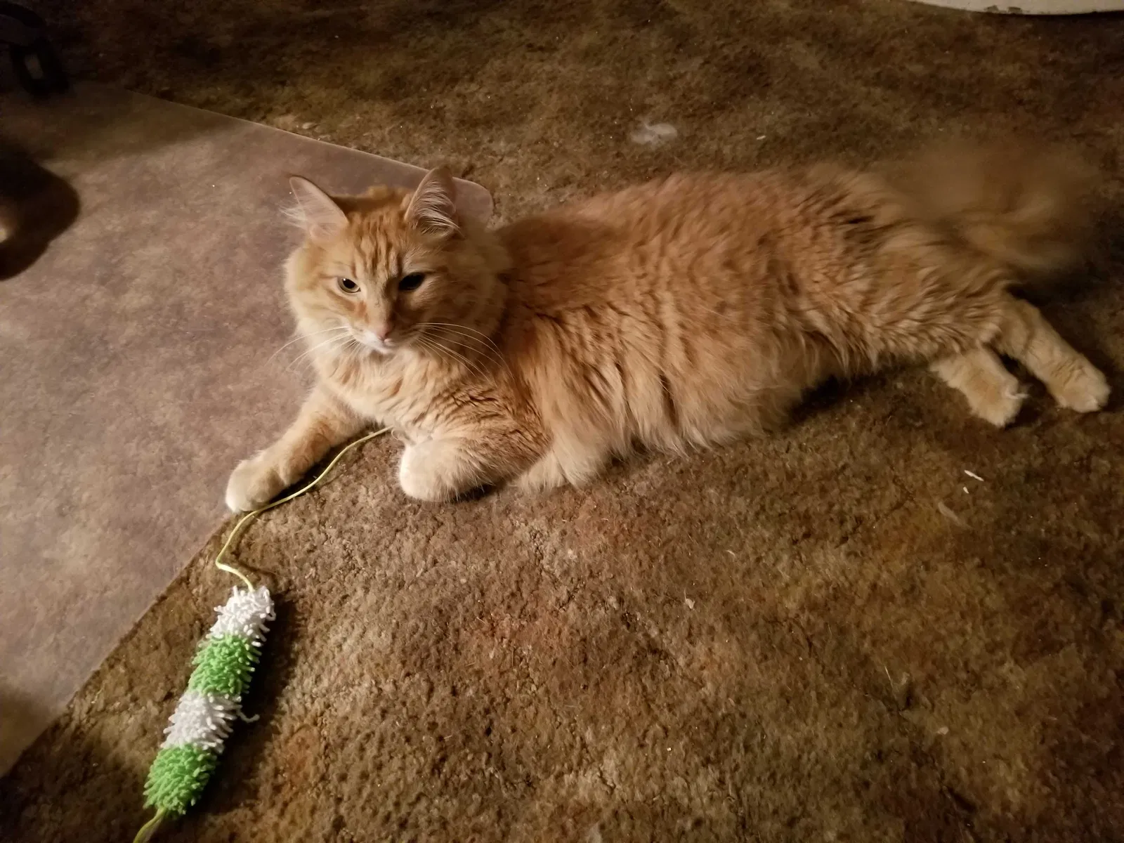Lost cat in East Pittsburgh, PA, 15112