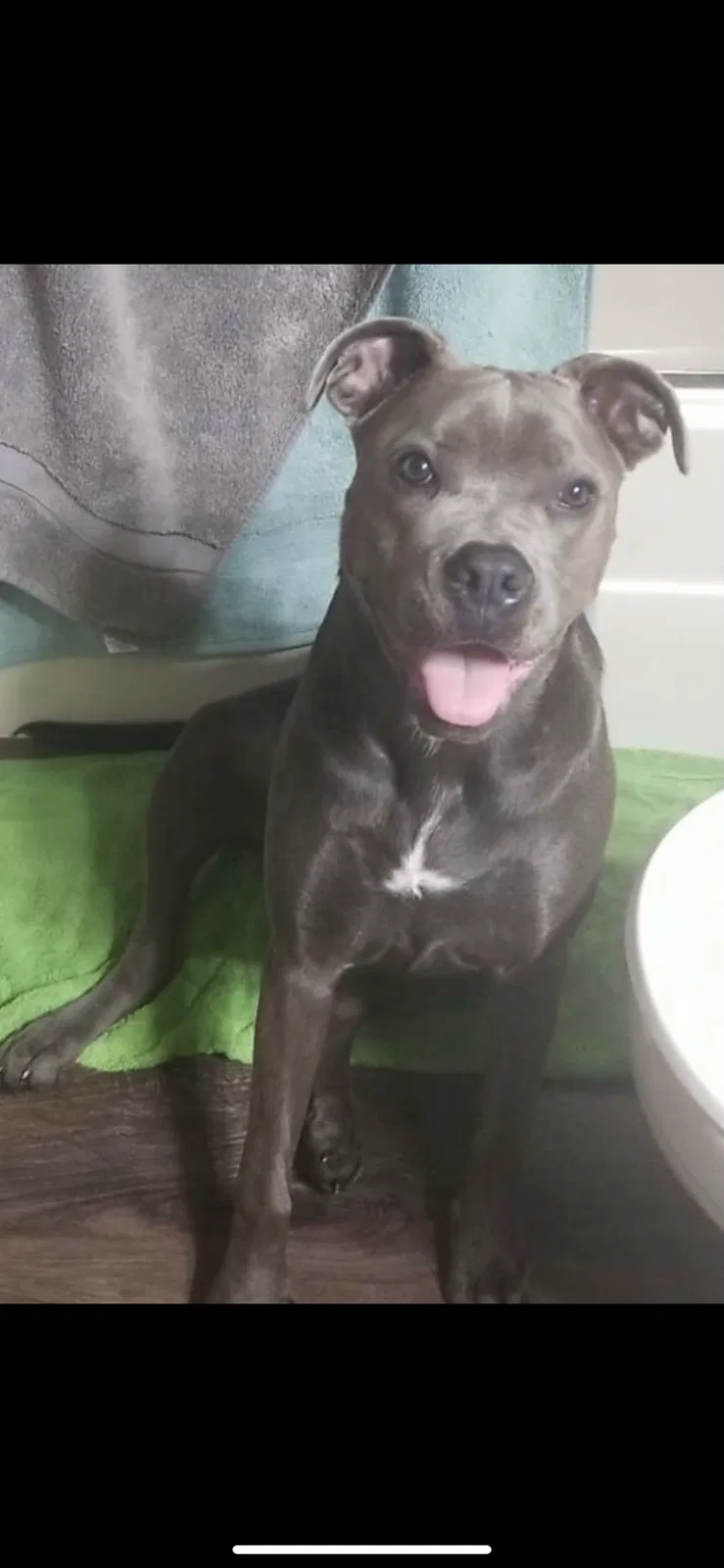 Lost dog in Lamar, AR, 72846