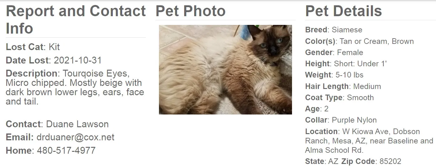 Lost cat in Mesa, AZ, 85202