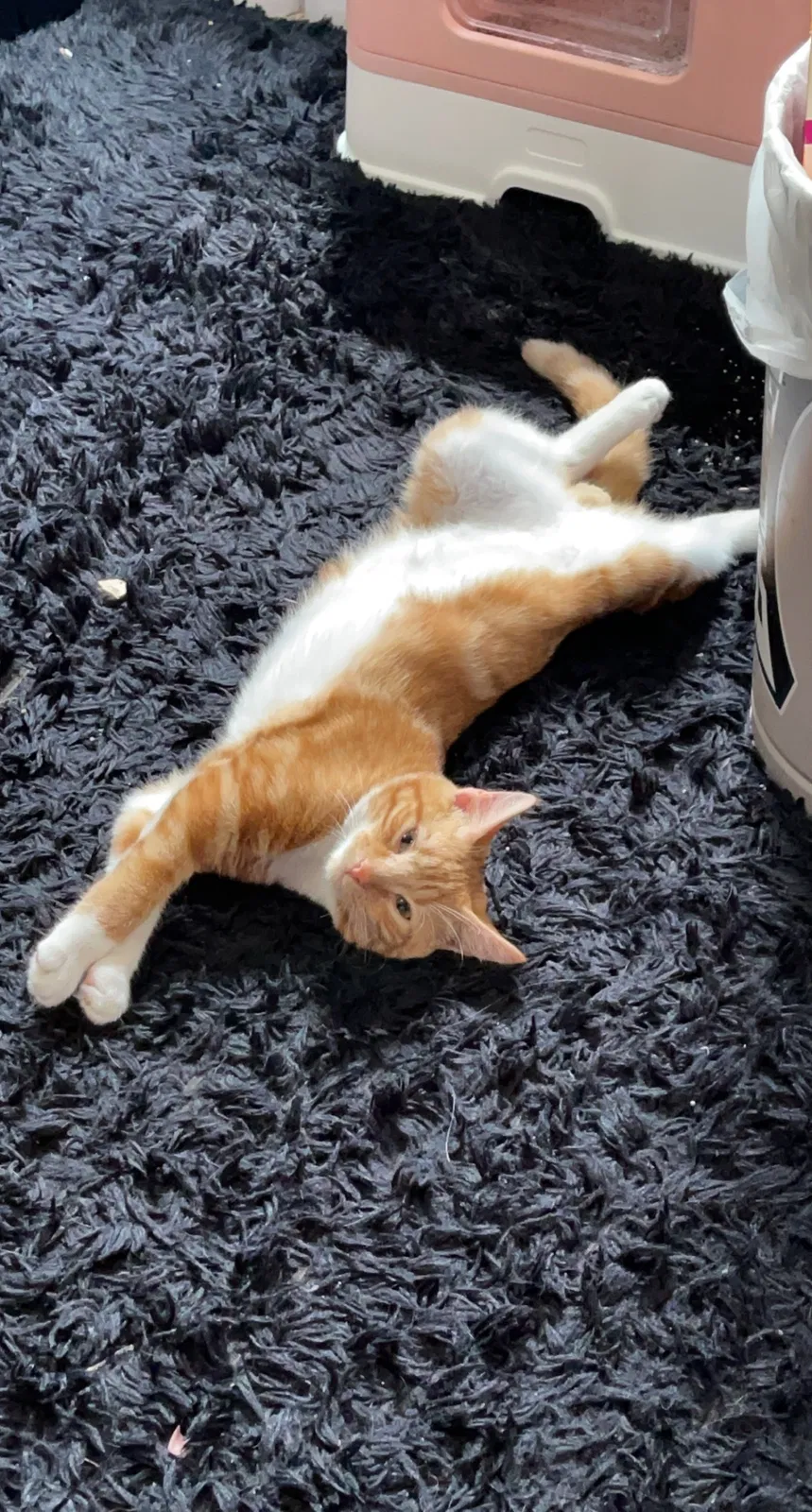 Lost cat in Vineland, NJ, 8360
