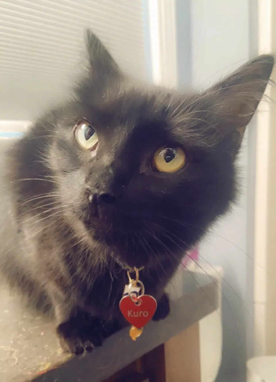 Lost cat in Fayetteville, NC, 28303