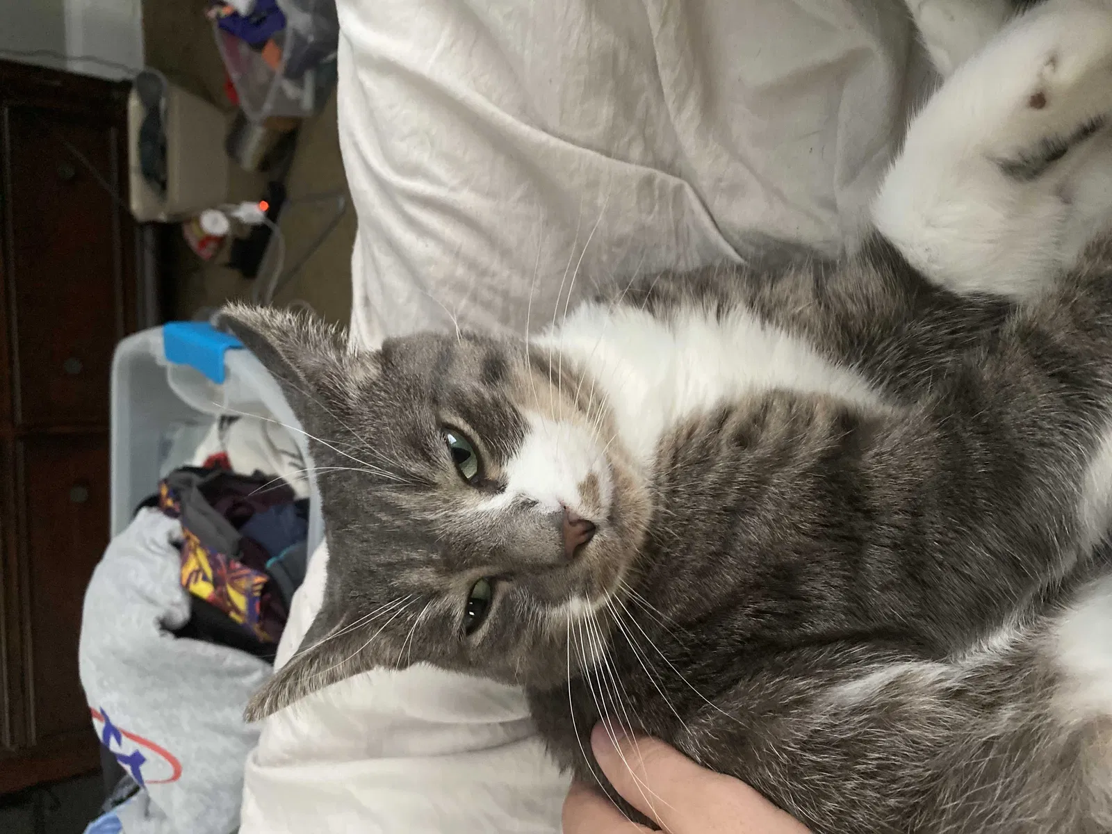 Lost cat in Grand Rapids, MI, 49504