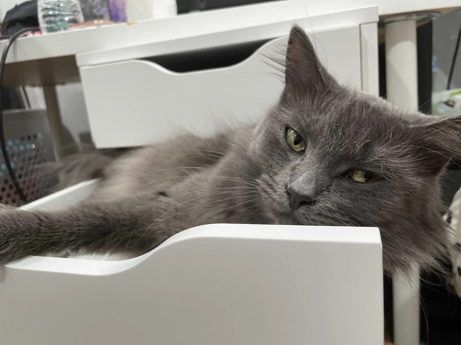 Lost cat in Lakewood, CA, 90715