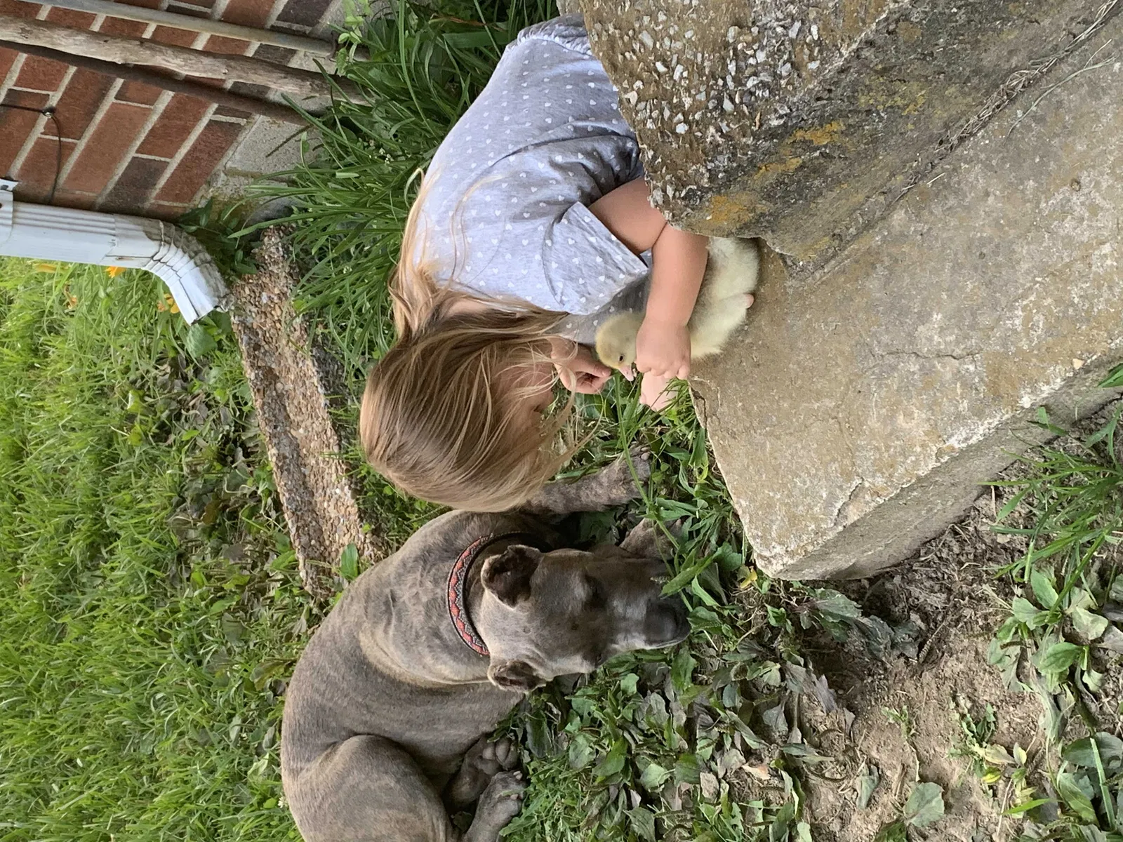 Lost dog in Indian Mound, TN, 37079