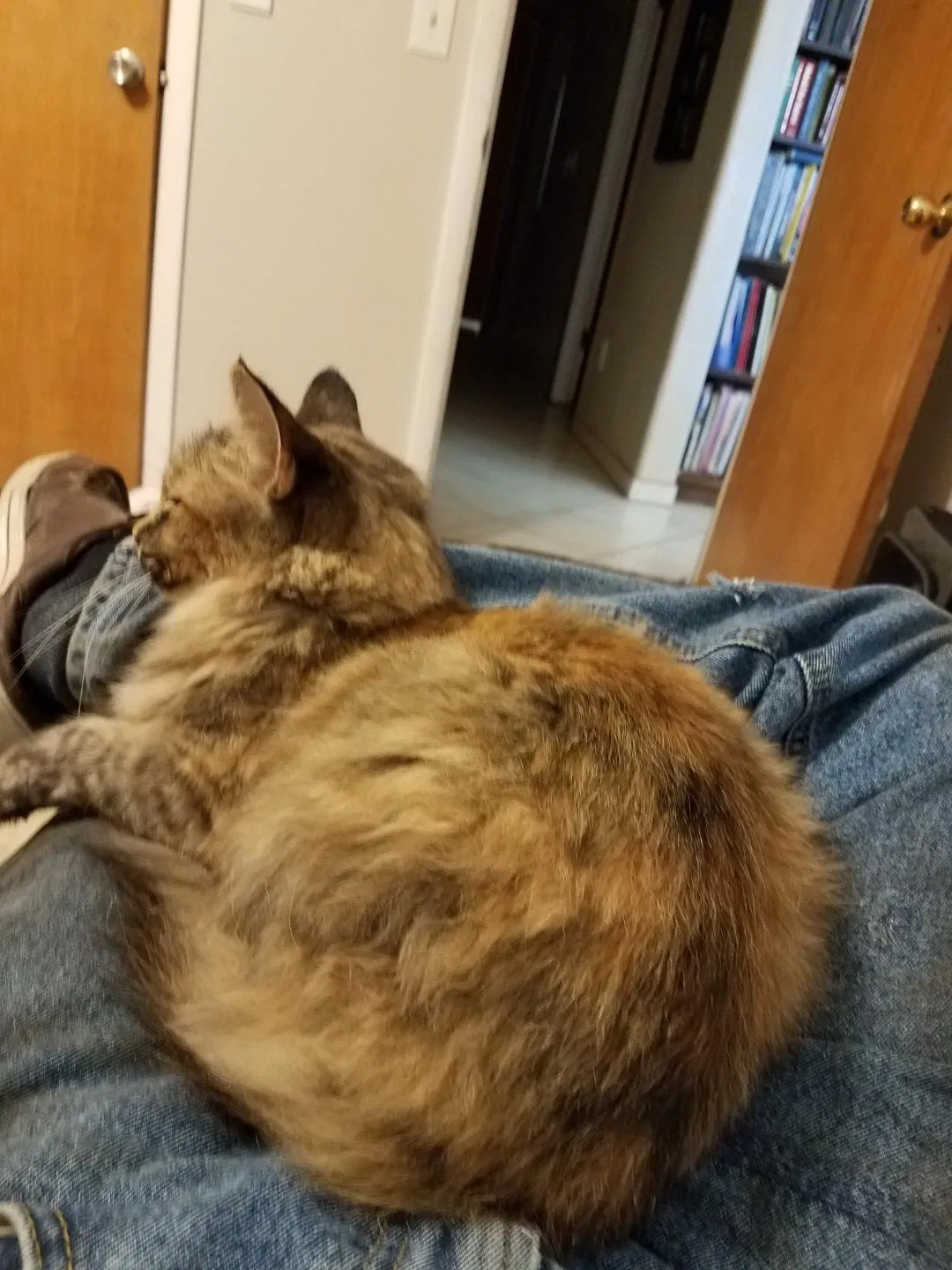 Lost cat in Amarillo, TX, 79103