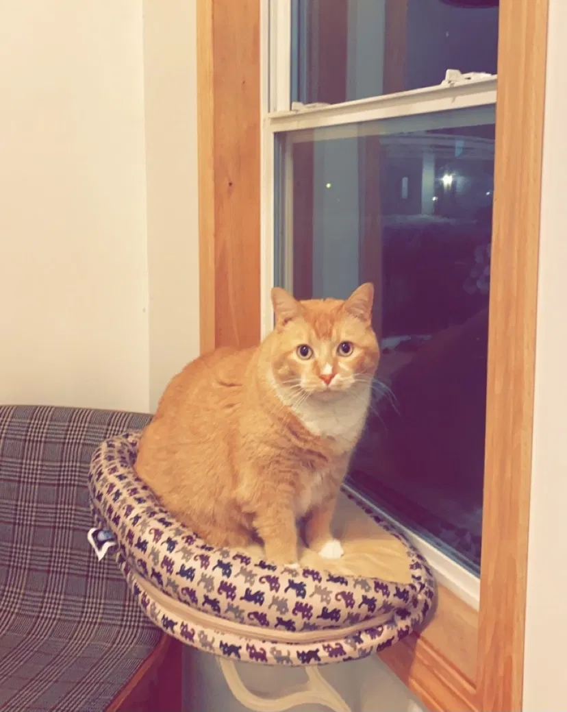 Lost cat in Dixon, IL, 61021
