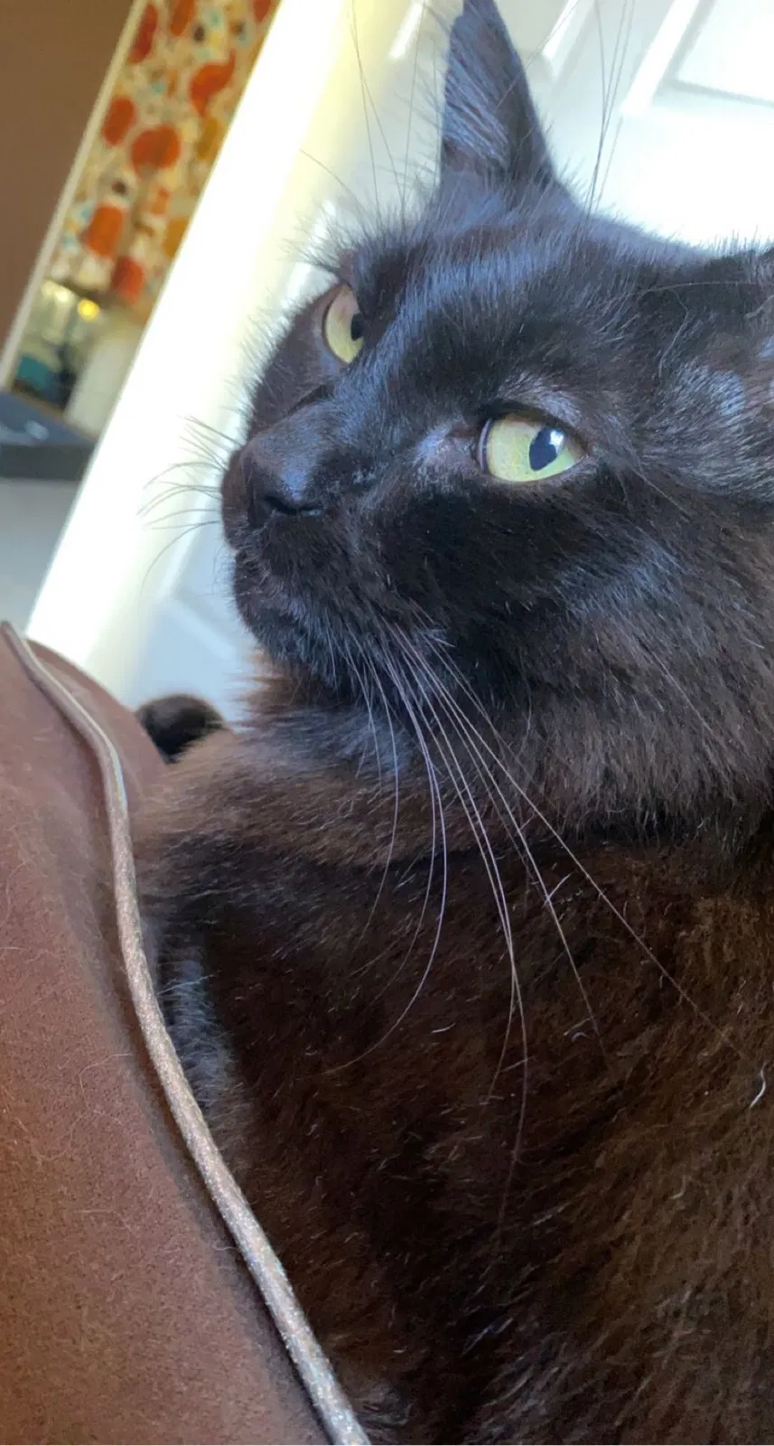 Lost cat in Auburn, CA, 95603