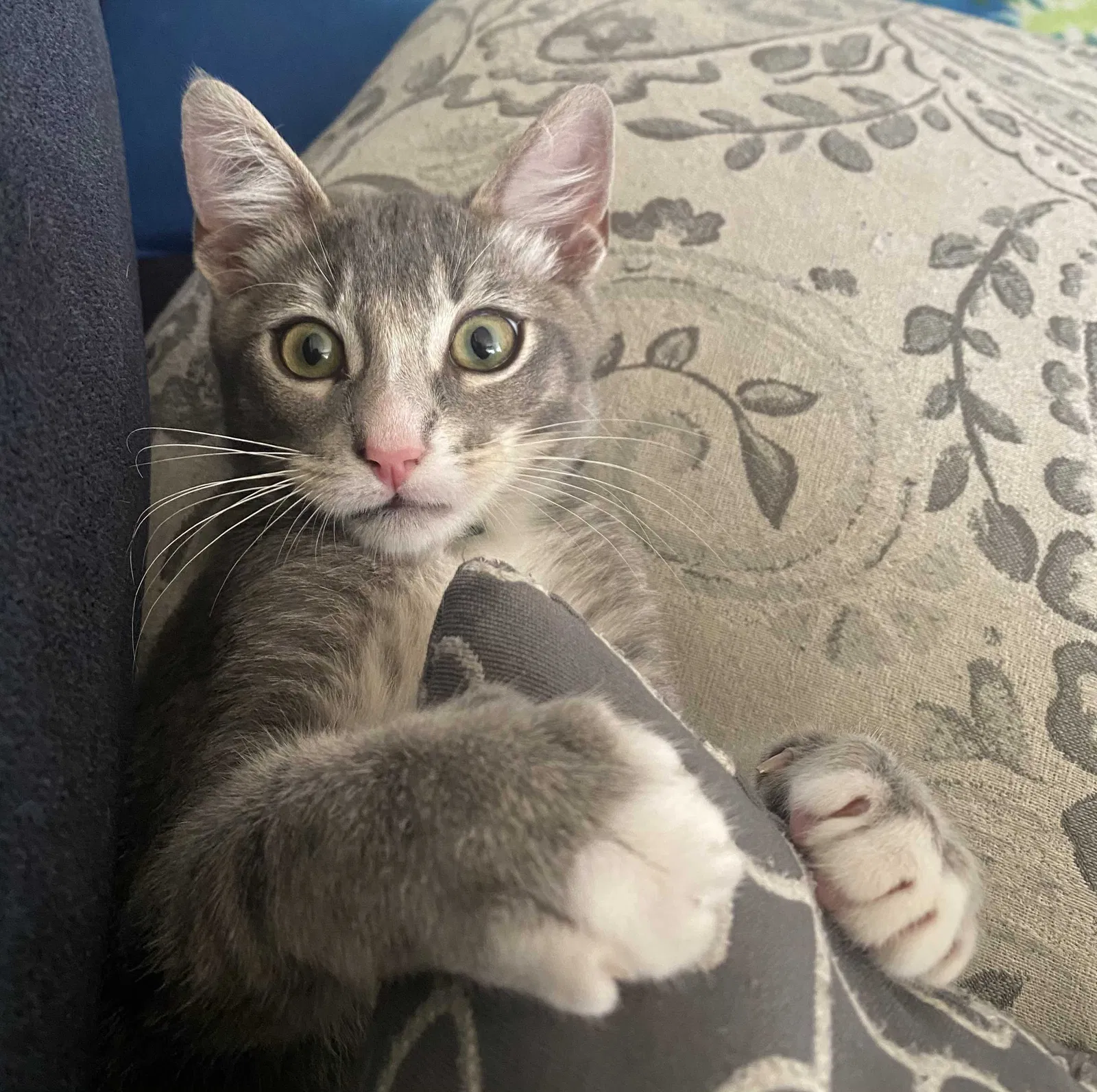 Lost cat in Costa Mesa, CA, 92627