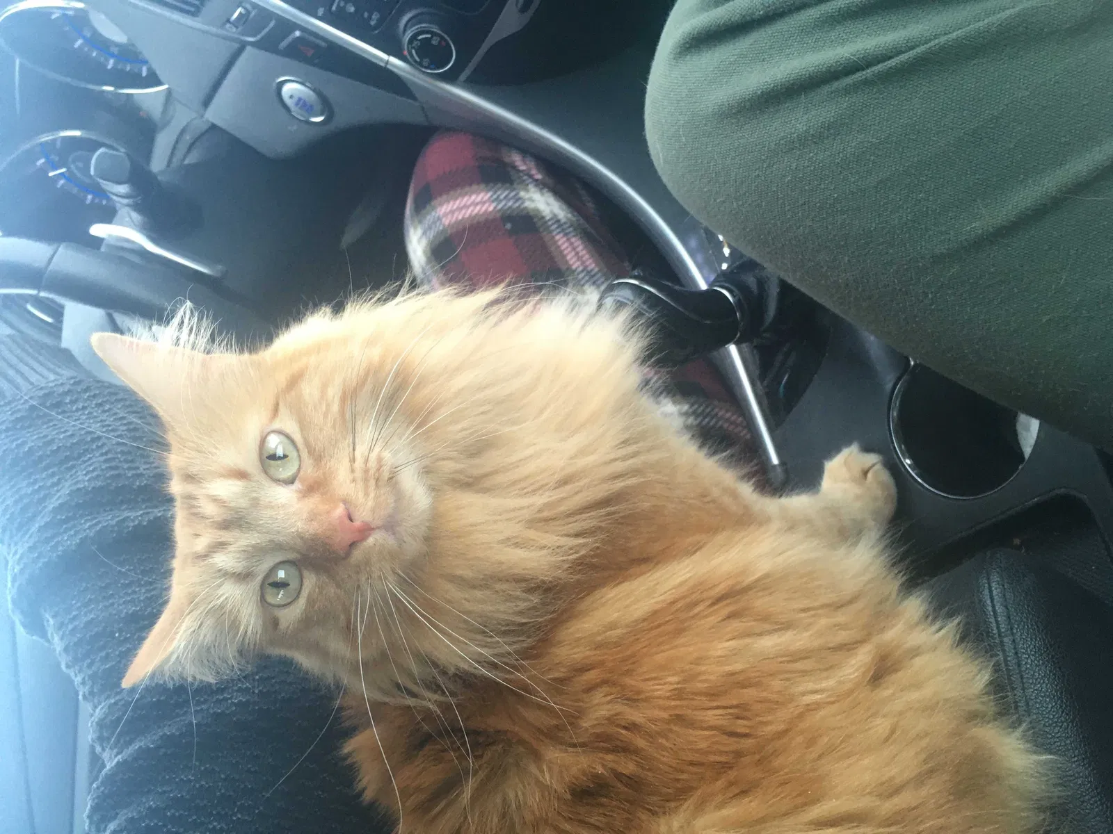 Lost cat in Denver, CO, 80214