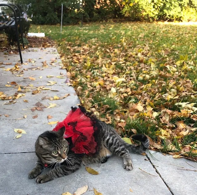 Lost cat in Oak Creek, WI, 53154