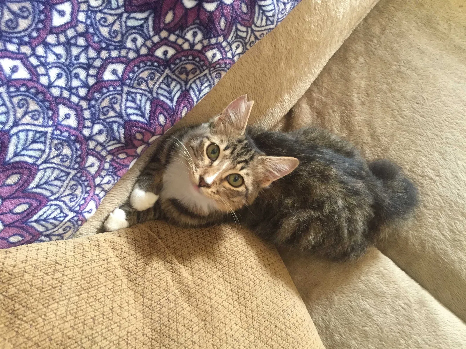 Lost cat in Waianae, HI, 96792