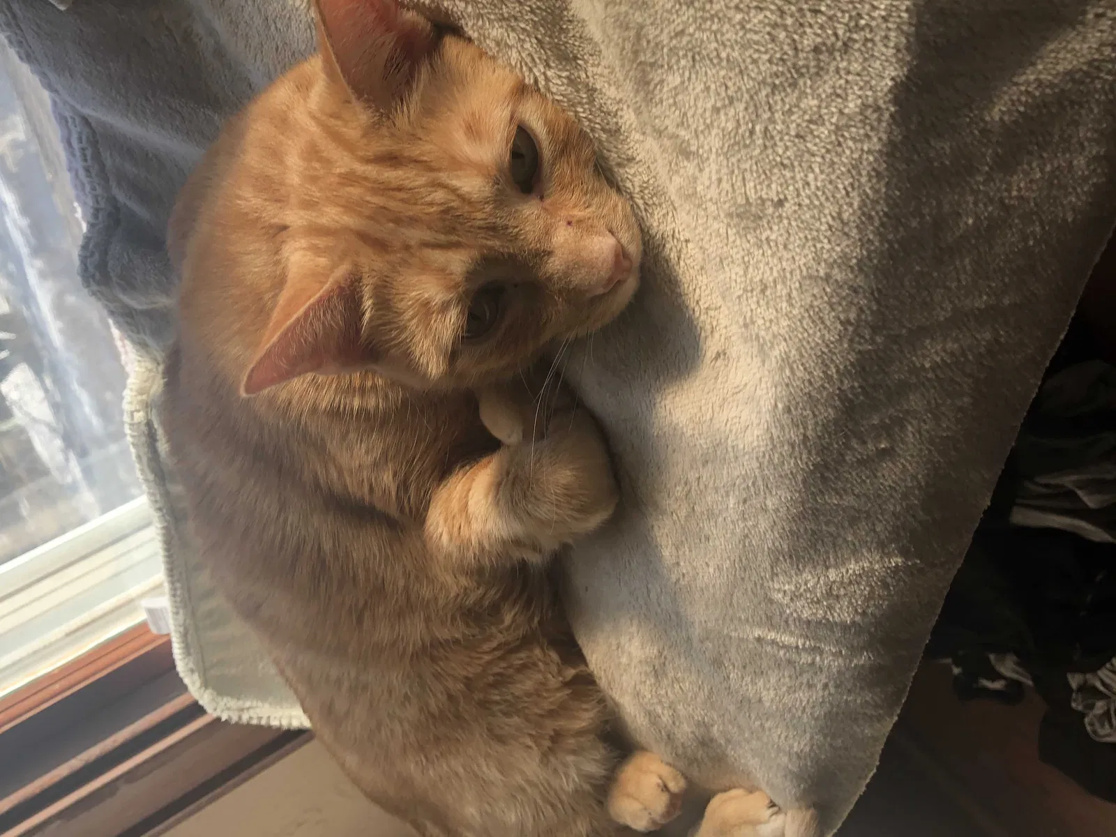 Lost cat in Cambridge, MN, 55008
