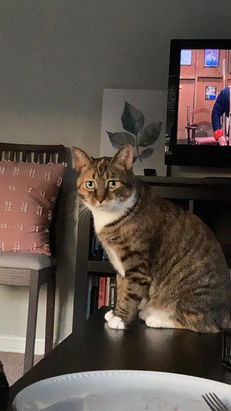 Lost cat in Cleveland, OH, 44118