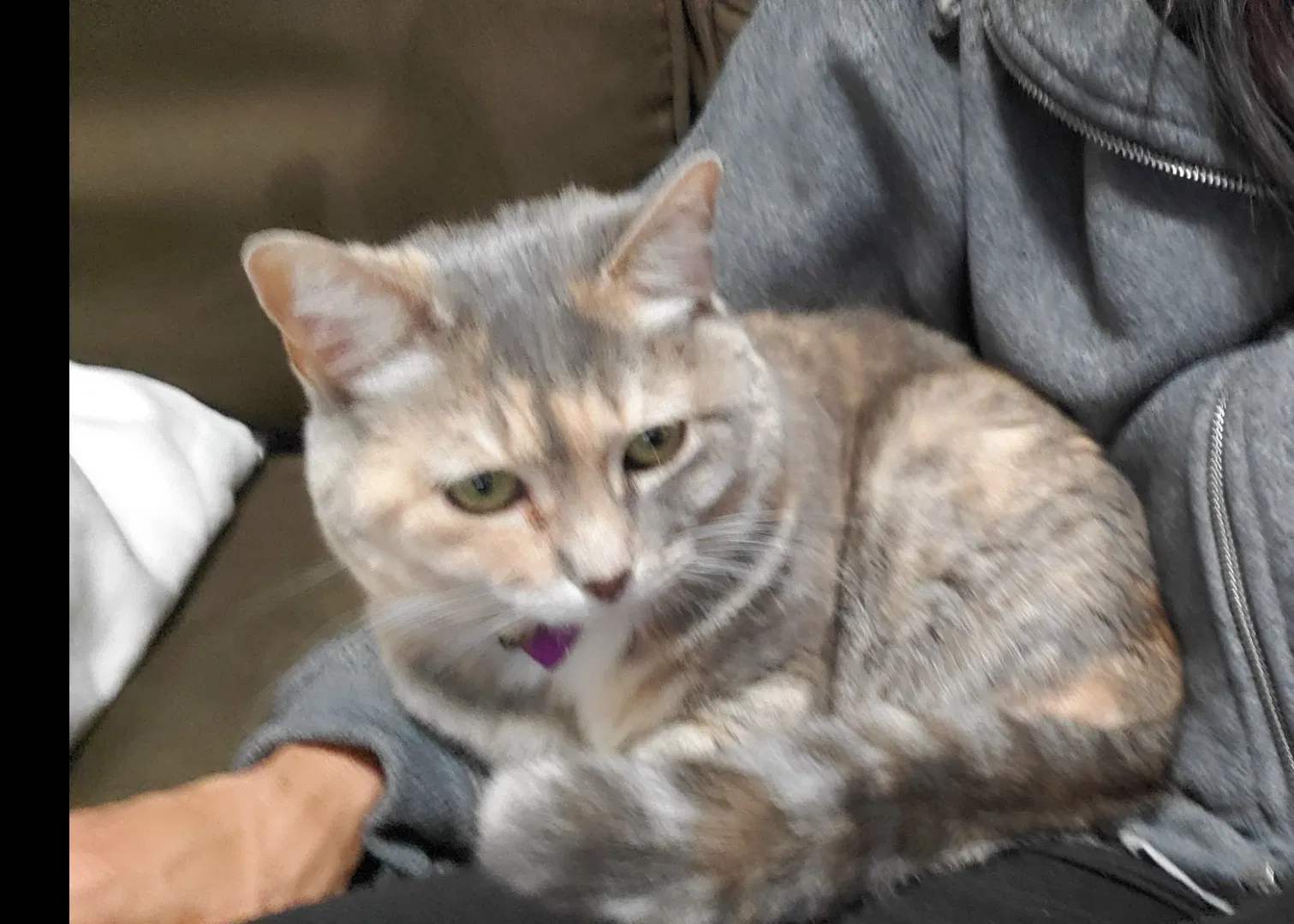 Lost cat in Charleston, SC, 29414