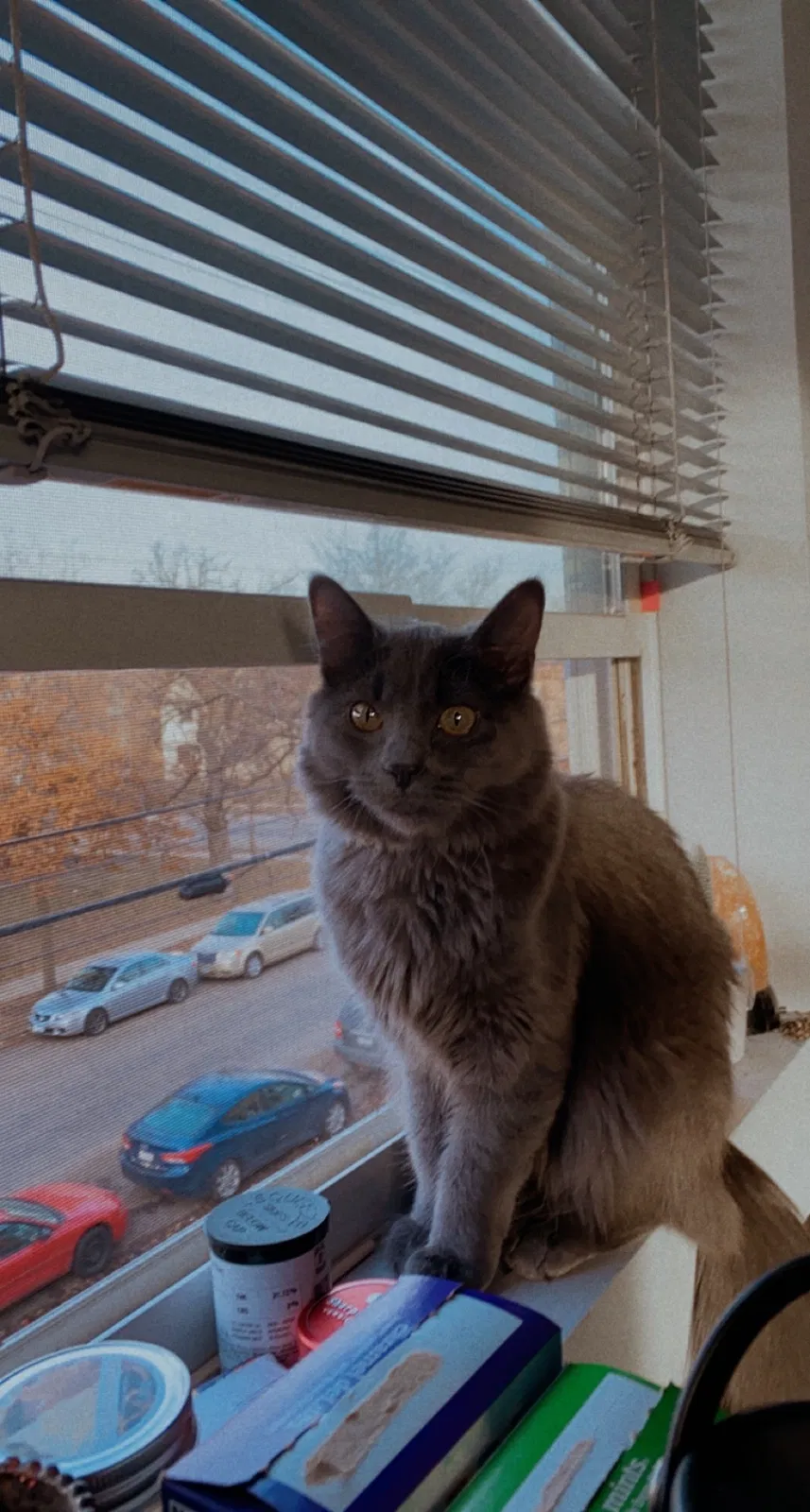 Lost cat in Minneapolis, MN, 55403