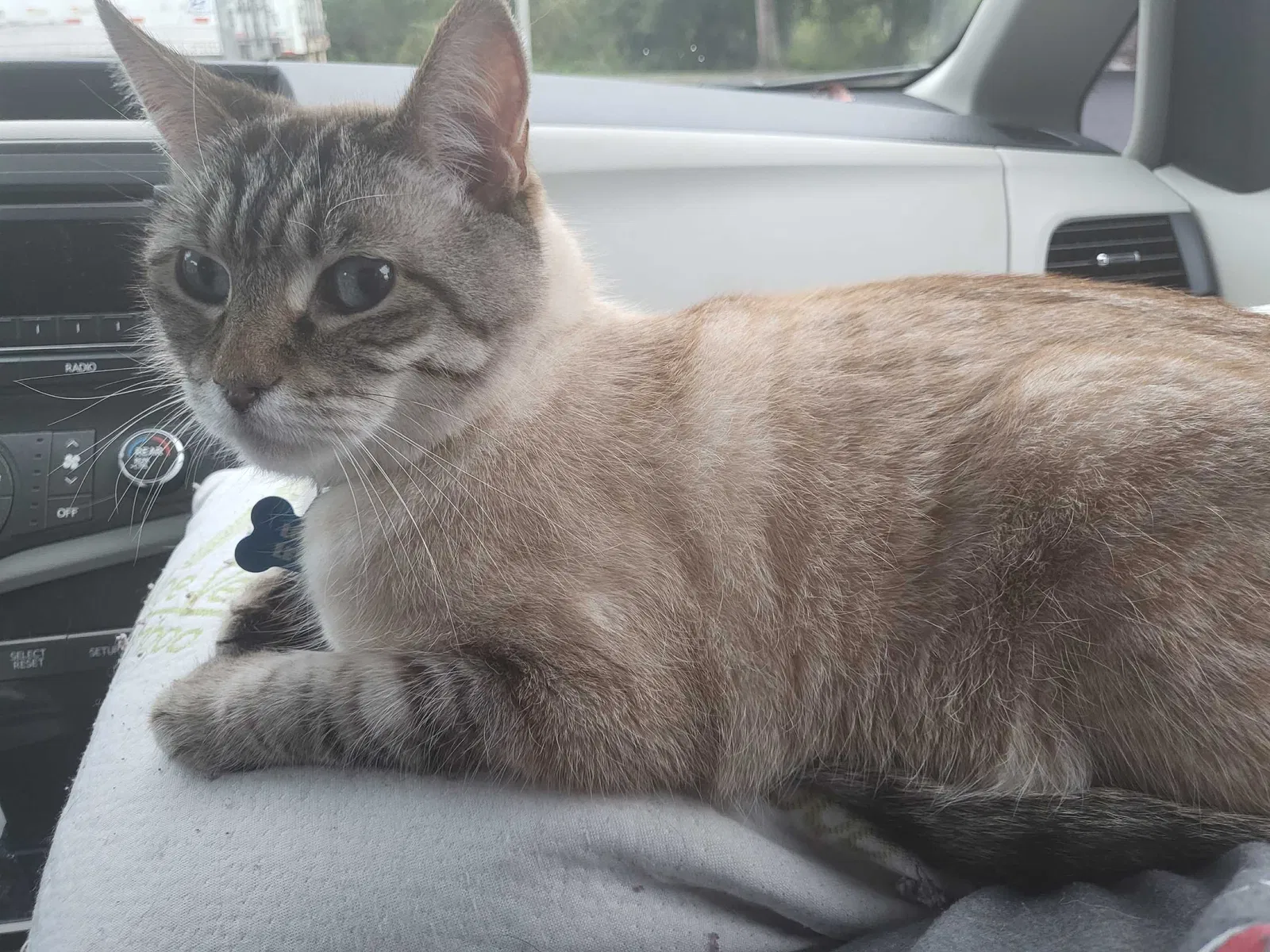Lost cat in Tampa, FL, 33626