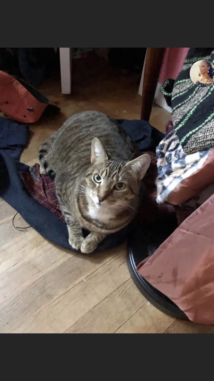 Lost cat in Martinsburg, WV, 25404