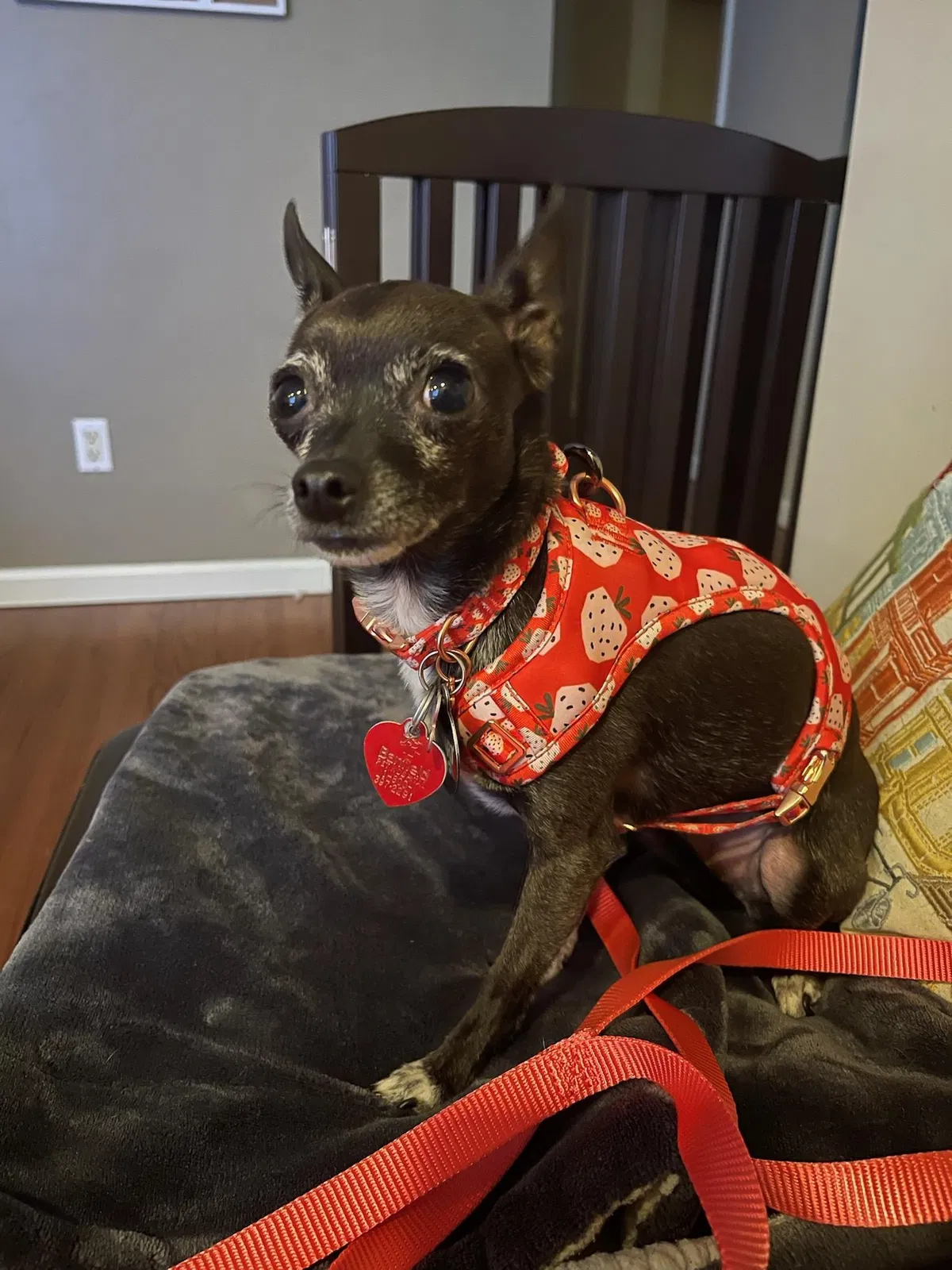 Lost dog in Auburn, CA, 95603
