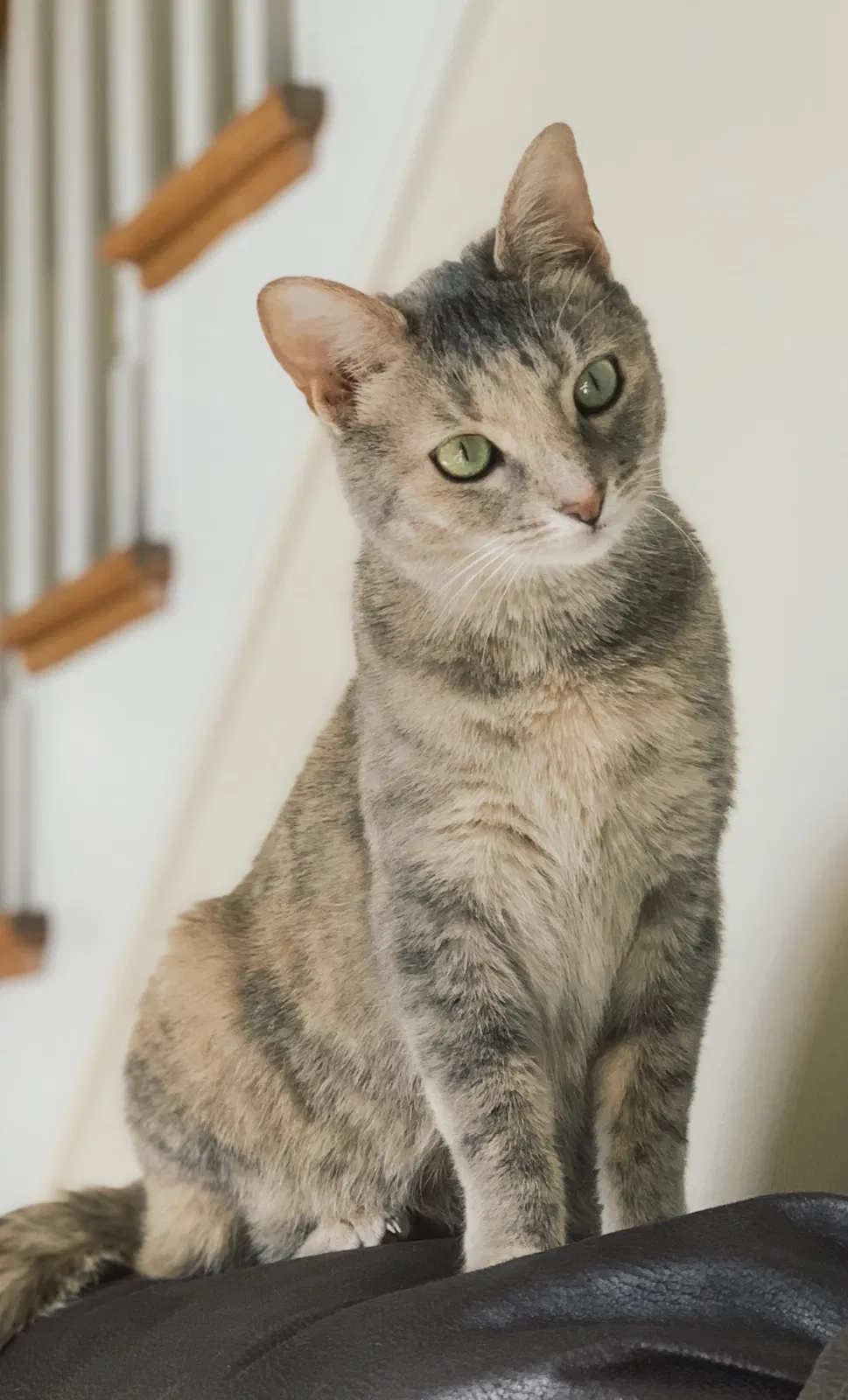 Lost cat in Columbia, SC, 29209