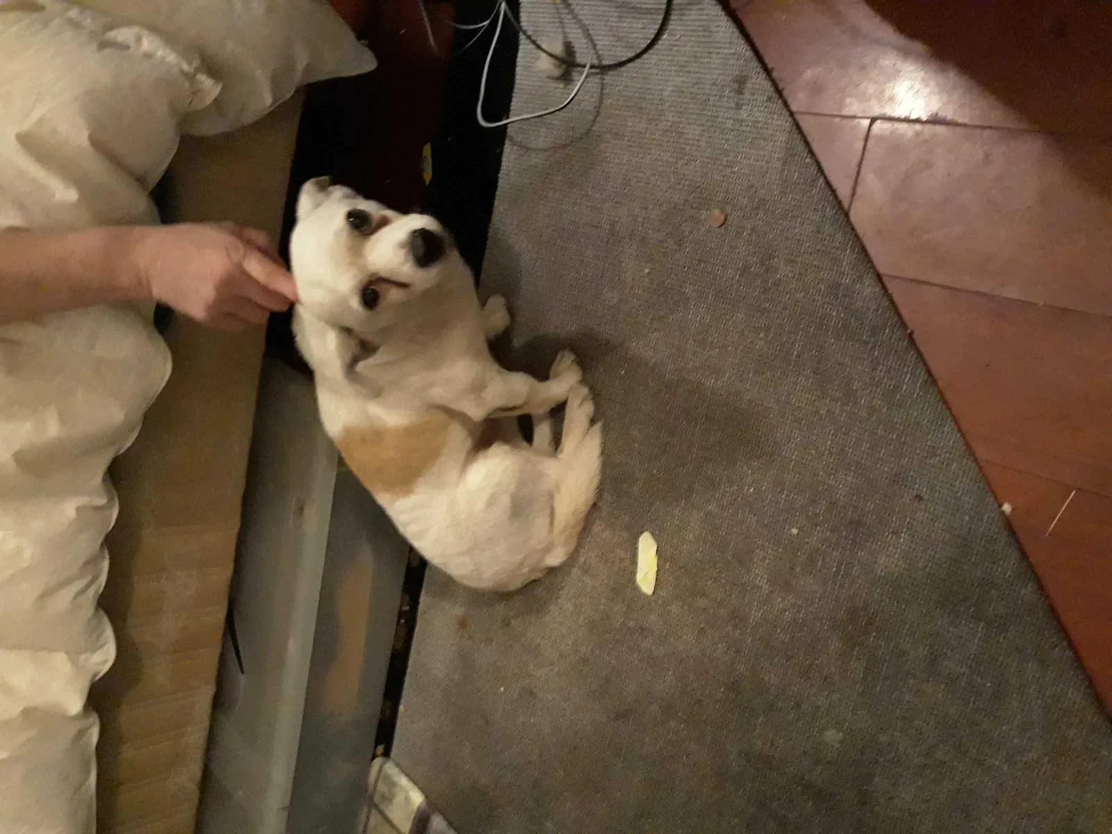 Found dog in Huntington Beach, CA, 92647