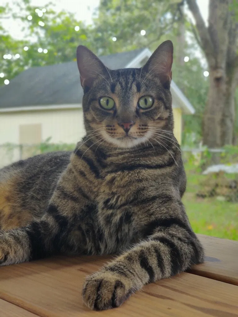 Lost cat in Tampa, FL, 33617