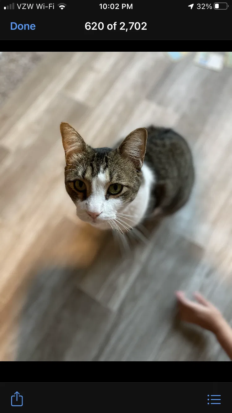Lost cat in Edmond, OK, 73012