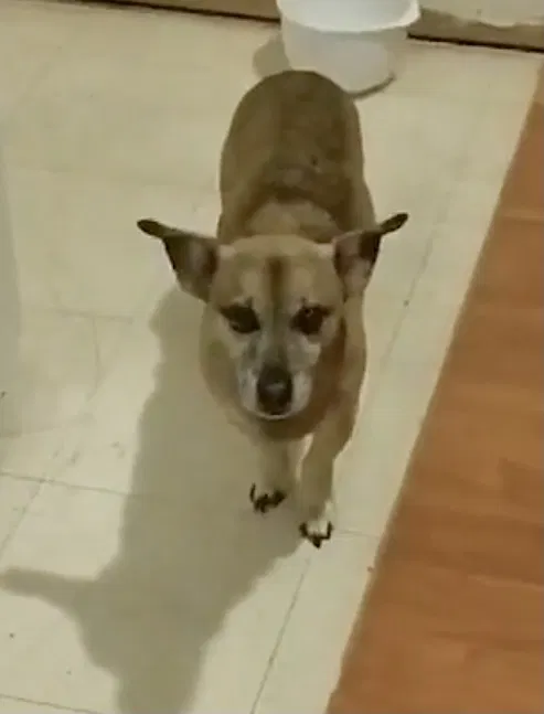 Lost dog in Fresno, CA, 93705